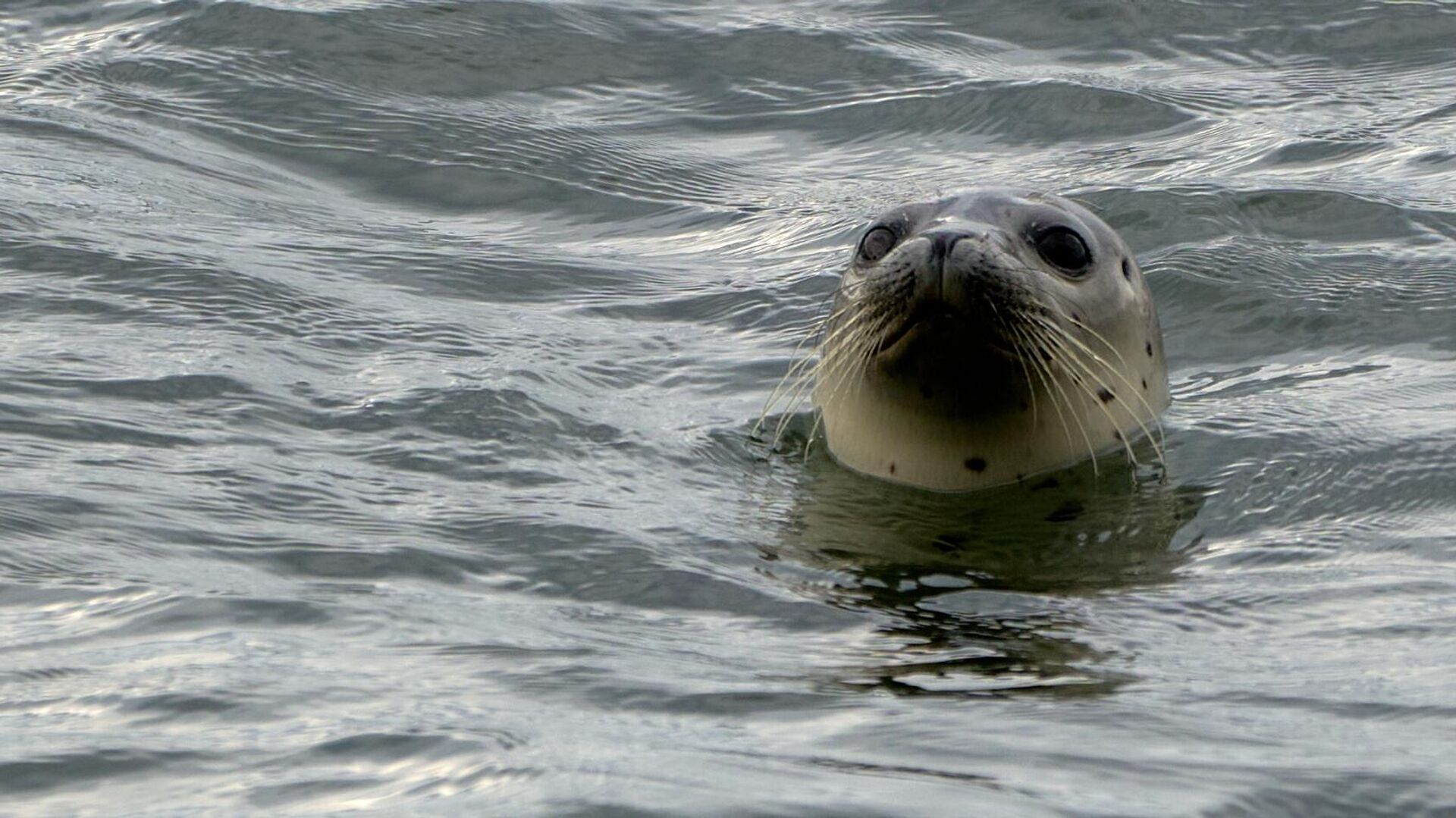 тюлени в каспийском море