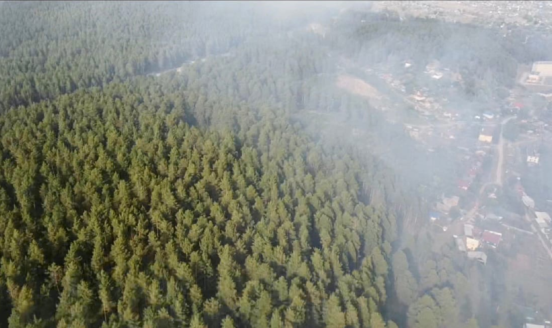 Вырубленный лес в Челябинской области засеяли новыми саженцами на 77%