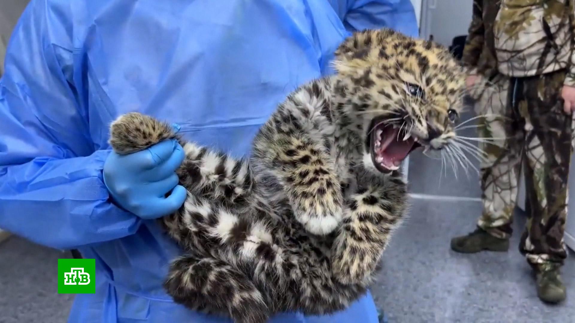 Дальневосточный леопард котята. Wwf спасение леопарда. Леопард приморье. Дальневосточный леопард детеныши. Национальный парк земля леопарда амурский тигр.