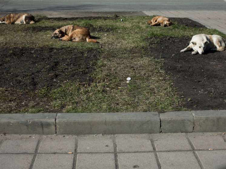 Администрация Полесска выплатила компенсацию за укус бездомной собаки