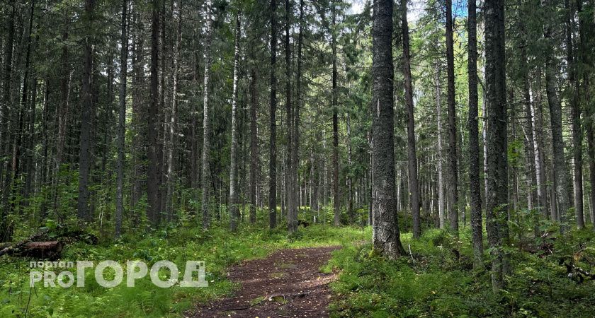 В одном из районов Коми заметили медвежонка 