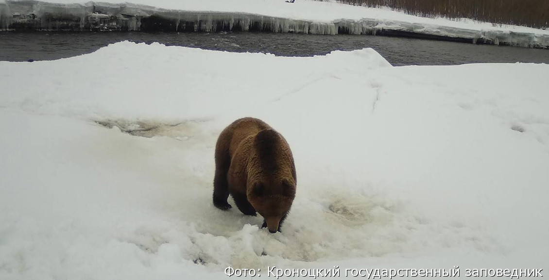 Первый медведь вышел из спячки в Кроноцком заповеднике