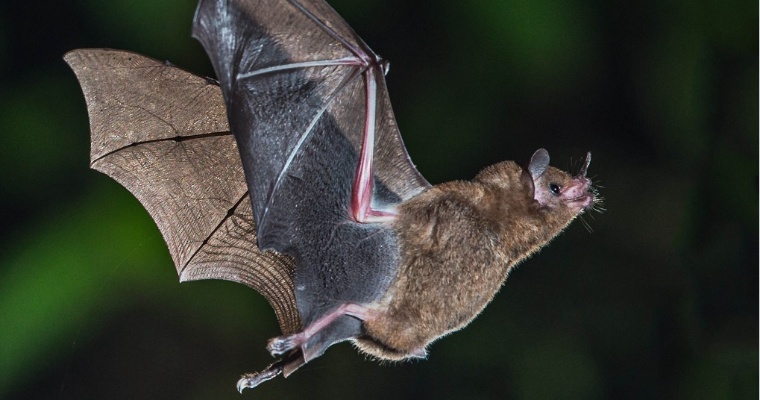Университет Джорджии в США стал убежищем для стаи летучих мышей
