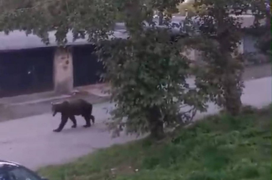 Нашествие: Медведей снова видели в разных районах Петропавловска. Фото: соцсети. Фотография 3