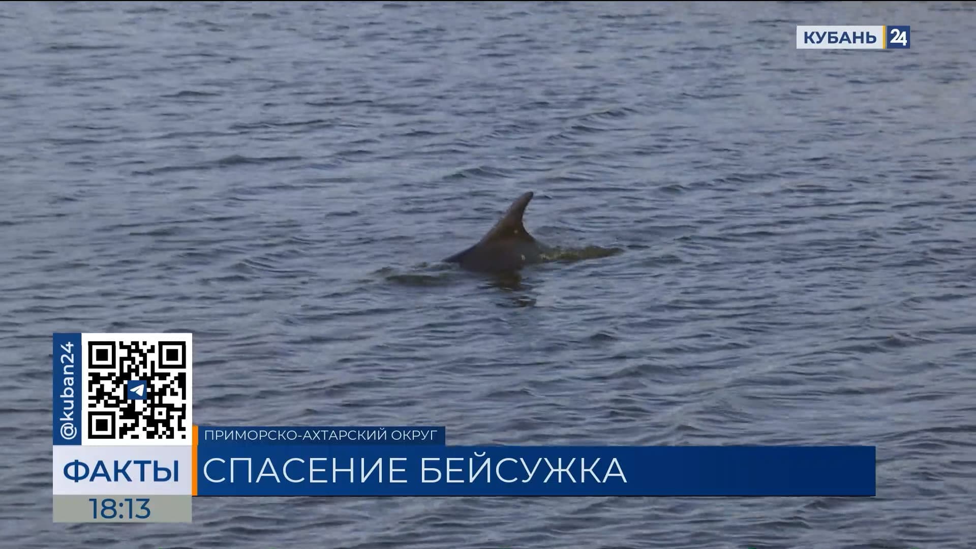 Штаб по спасению дельфина развернули в Приморско-Ахтарском округе