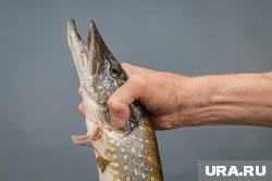 Курганские ученые подробно проанализировали раннесредневековые сложносоставные украшения с изображениями рыб — щук (архивное фото)