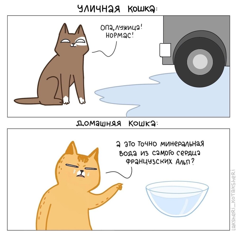 15 забавных комиксов от художницы, которая живёт в доме с четырьмя котами