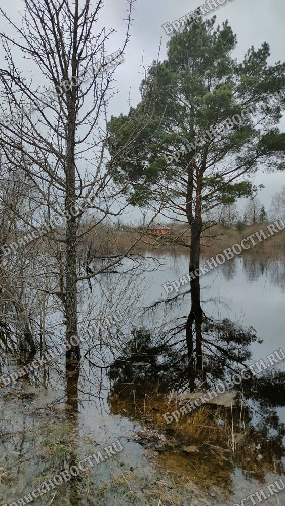 Лужа фото. Новозыбков вода. Лужи. Река ипуть перевоз. Озеро карна в новозыбкове.