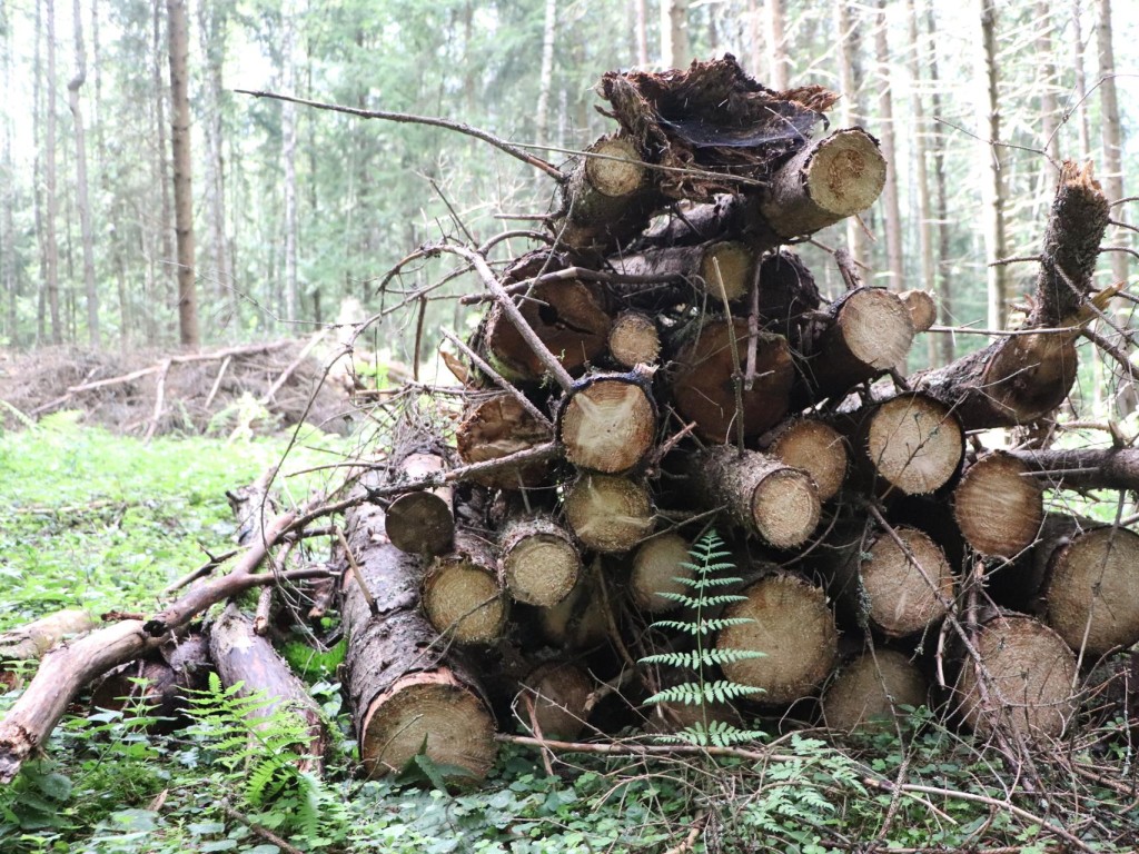 В лесничествах Волоколамского округа провели санитарную рубку