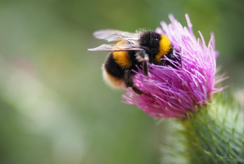 Пчела на цветке