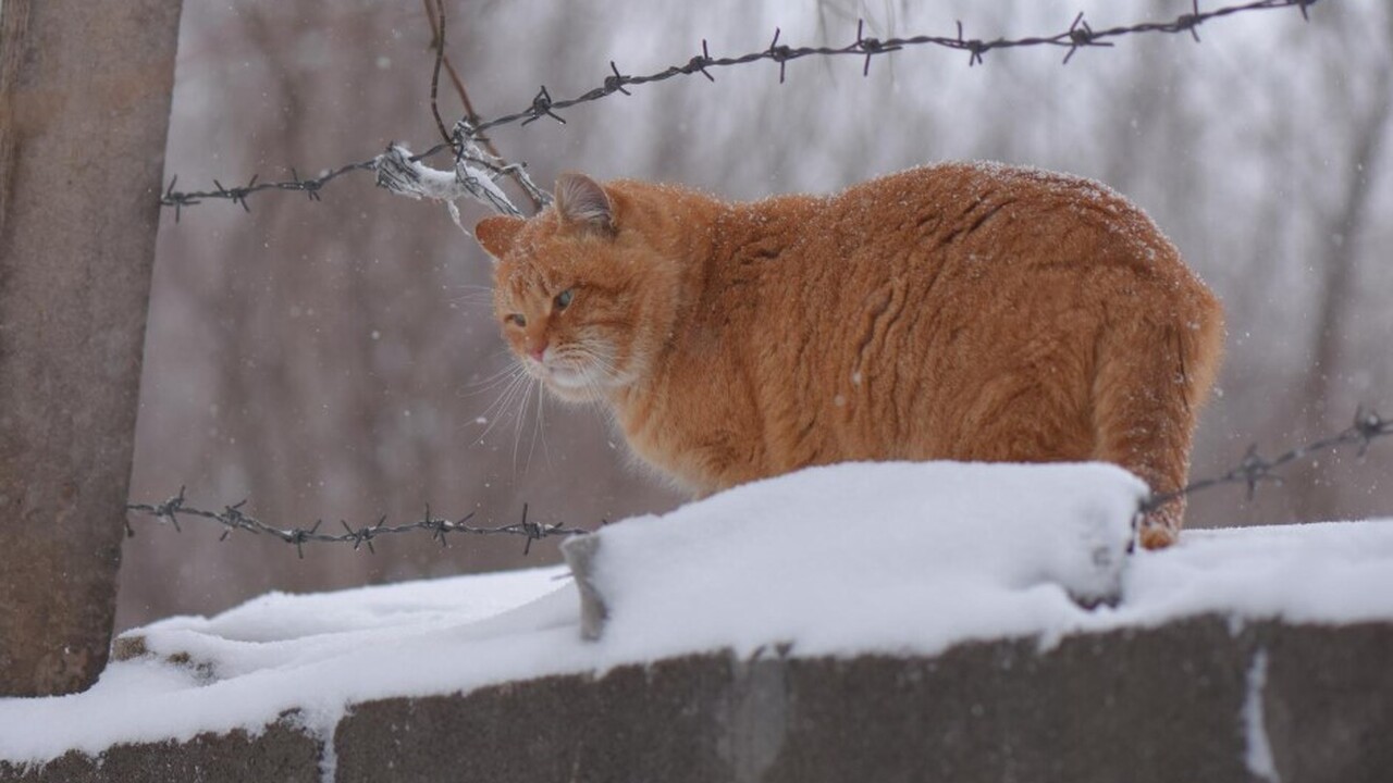 Научный руководитель Гидрометцентра России Рома...