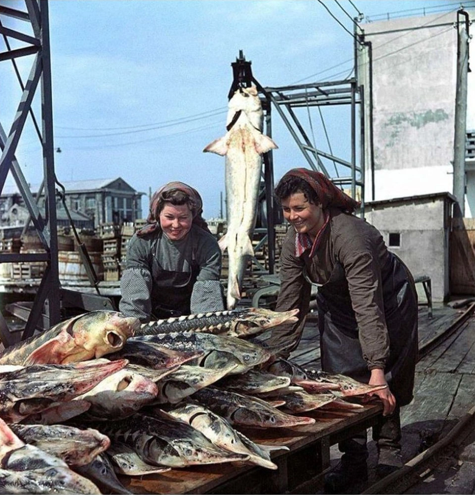 Керченский рыбокомбинат, 1955 г. Крупную рыбу в Чёрном море выловили до 70-х годов прошлого века.