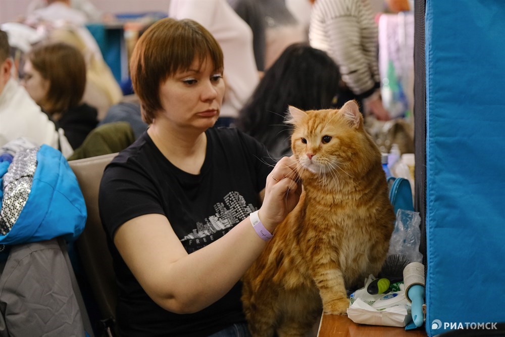 Выставка кошек. Выставка кошек в Томске 2023. Выставка кошек в Хабаровске 2023. Выставка кошек Томск 2022 фото.