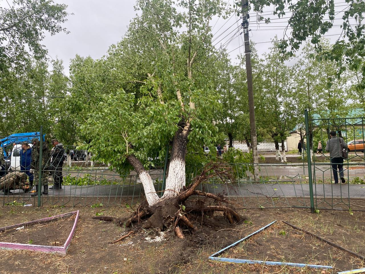 Ветер также повалил деревья в городе