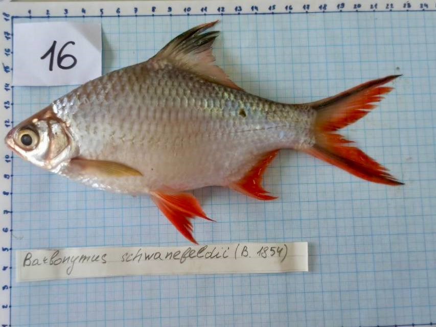 Вьетнам Донгнай 12.jpg