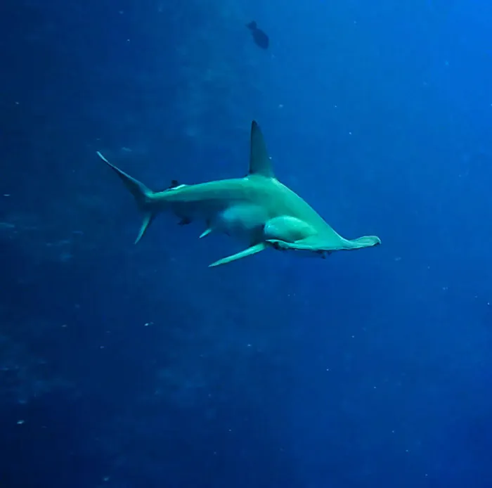 «Эта акула оказалась беременной самкой».