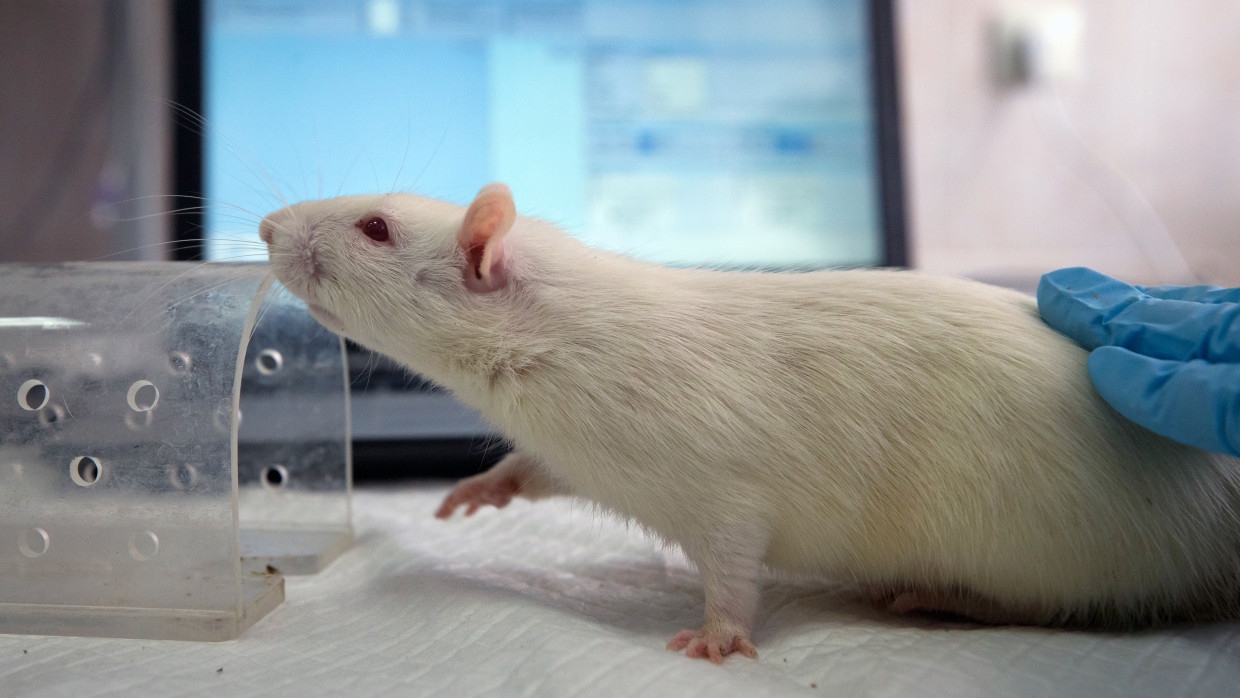 опыты на грызунах