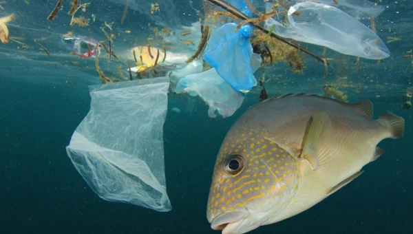 STTE: Экологичный пластик по-прежнему вредит жизни океана