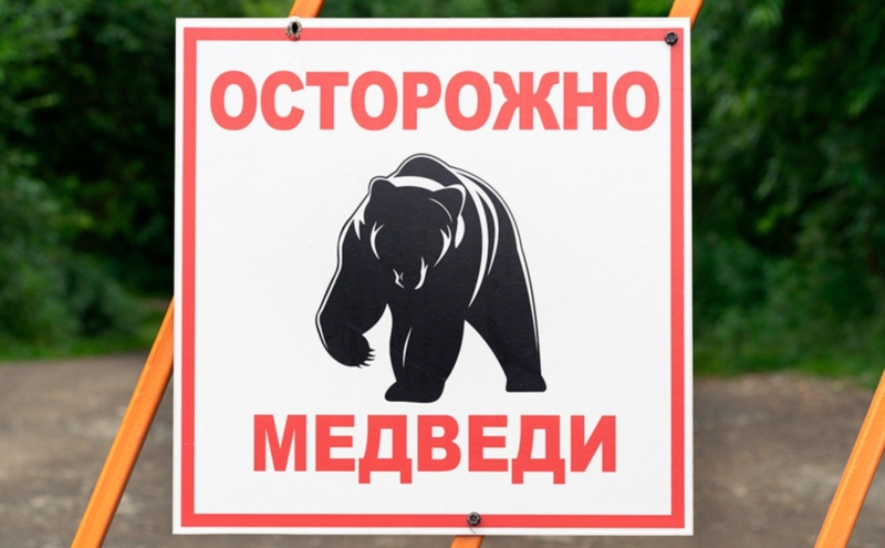 Осторожно: медведи!