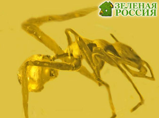 Исследование раскрывает редкую находку смолы с окаменелостью: паук, который стремится быть муравьем