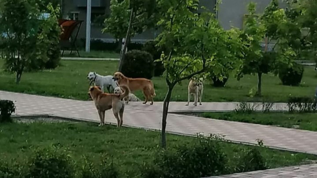 Нападение собак 2024. Бродячие собаки в Тамбове. Собачья площадка в скверах. Тамбовская собака. Нападение собак в Хабаровске.