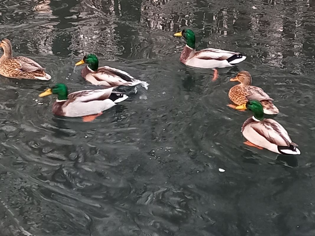 утки перелетные птицы. утка с открытым клювом. птицы на воронежском водохранилище. утки в тольятти набережная комсомольская. воронежские утки.