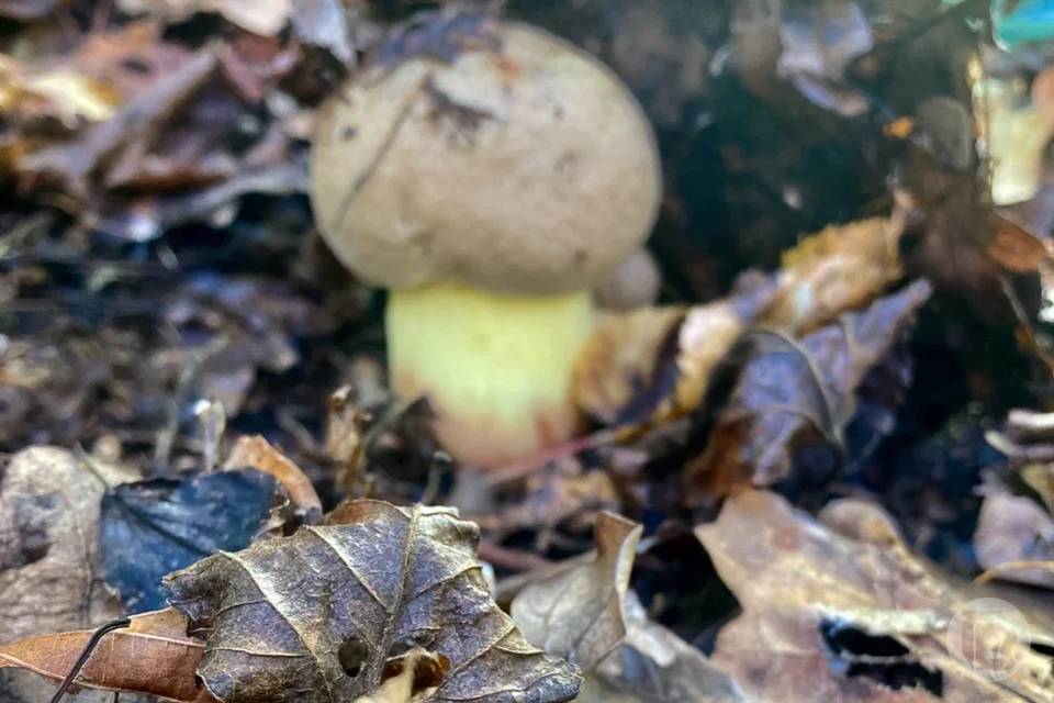 Новогодним урожаем грибов хвалятся волгоградцы