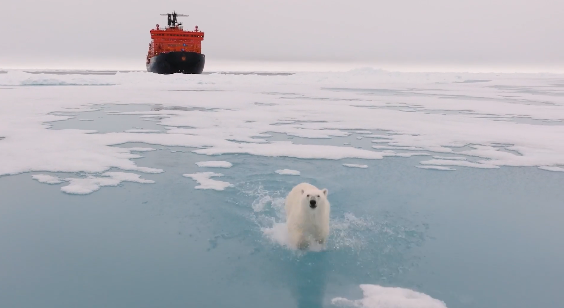 Северный полюс. Белый медведь. Белый медведь Северный полюс. Арктика медведи. Белый медведь бег