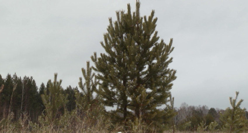 Начиная с сегодняшнего дня свердловчанам разрешается рубить ёлки