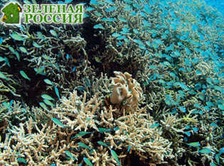 Ежедневный пульс кораллового рифа меняет микробную жизнь окружающих вод