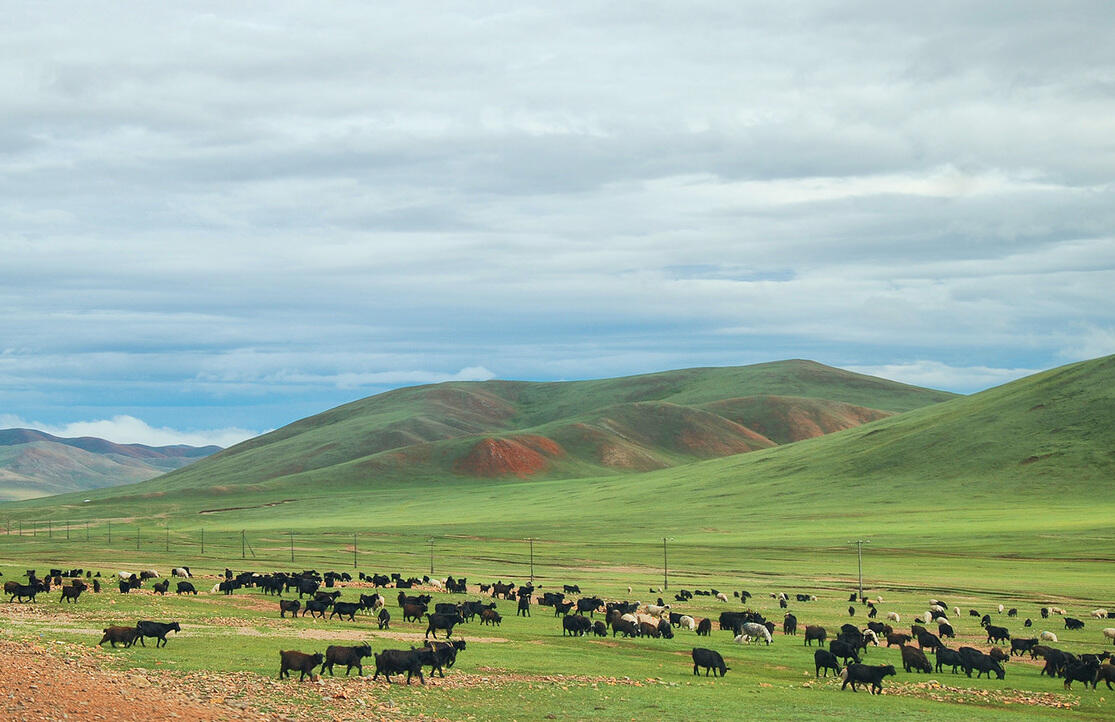 Монголия потеряла более 667 тыс. голов скота