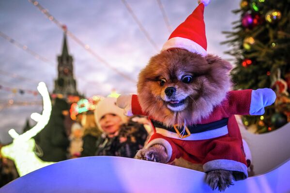 Собака в костюме Санта Клауса на новогодней ГУМ-ярмарке на Красной площади в Москве, Россия - Sputnik Грузия