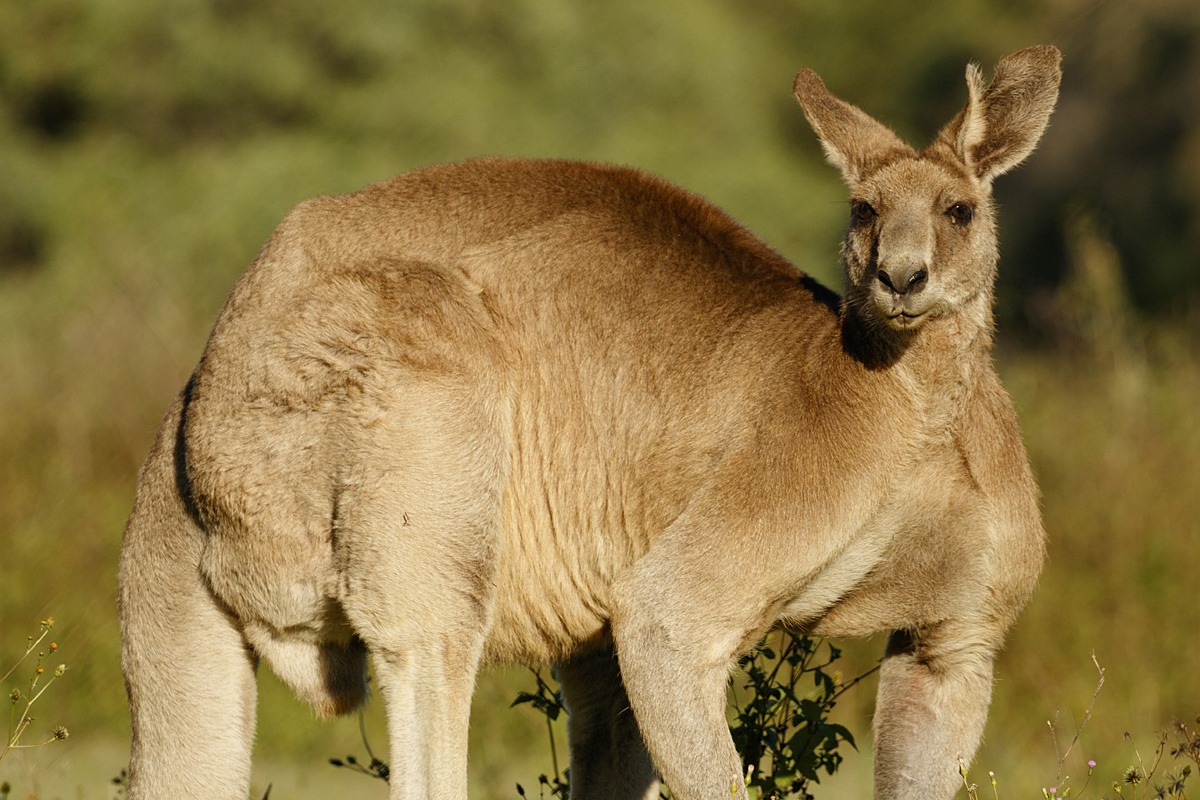 Kangaroo 2005