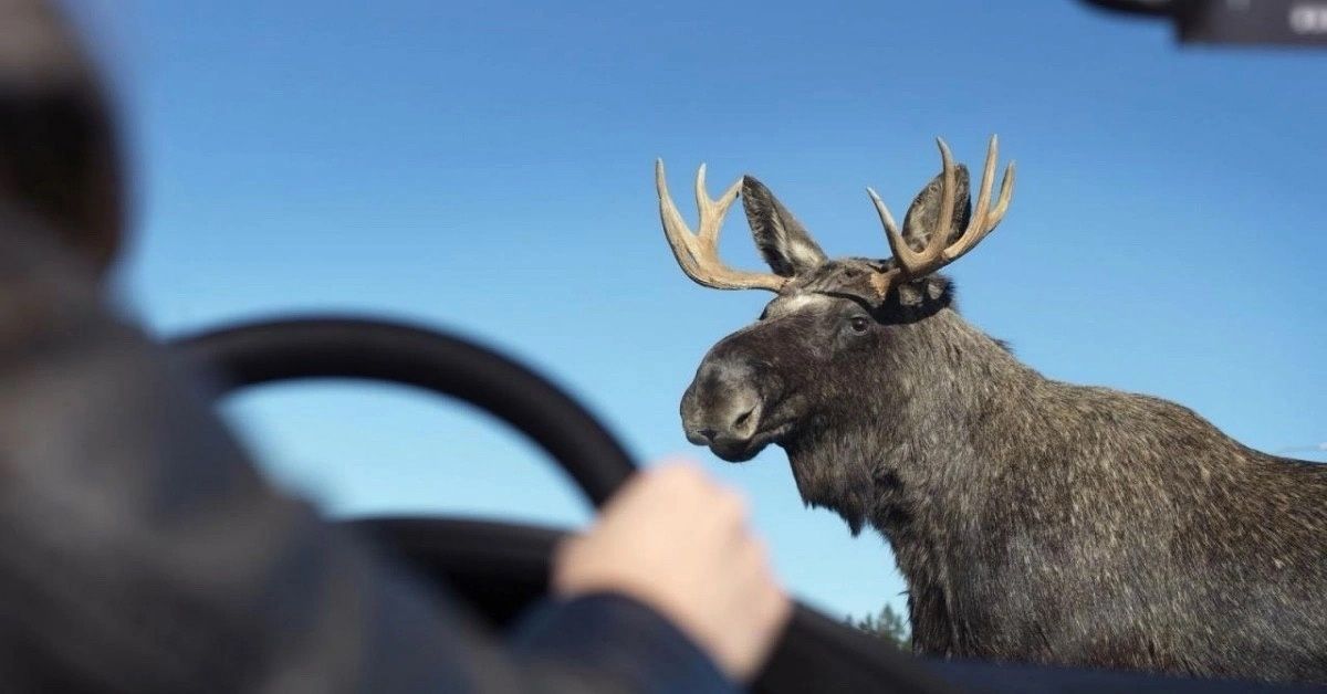 Кировских водителей предупреждают о животных на загородных трассах