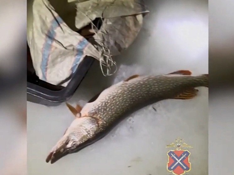 Волгоградцы незаконно выловили более 70 кг рыбы на Варваровском водохранилище