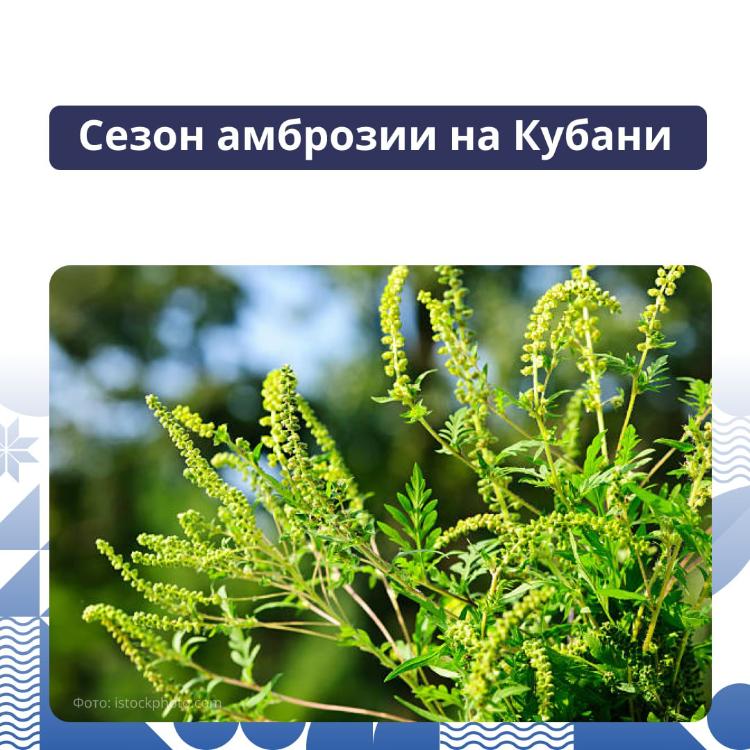 Амброзия (мифология). Амброзия полыннолистная. Томат амброзия. Ambrosia джин. Амброзия полыннолистная семена.