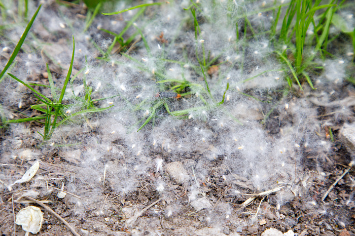 тополиный пух минус