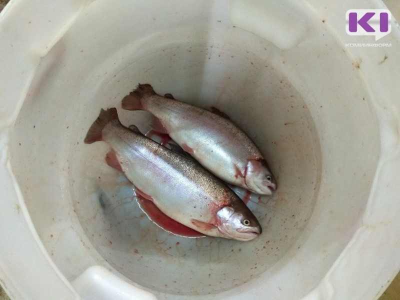 В Княжпогостском районе появятся хозяйство по выращиванию форели и ферма для содержания коров породы 