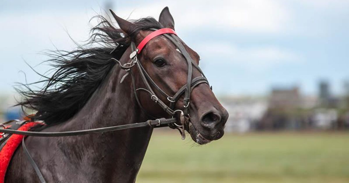 Horse quest. Derby Horse.