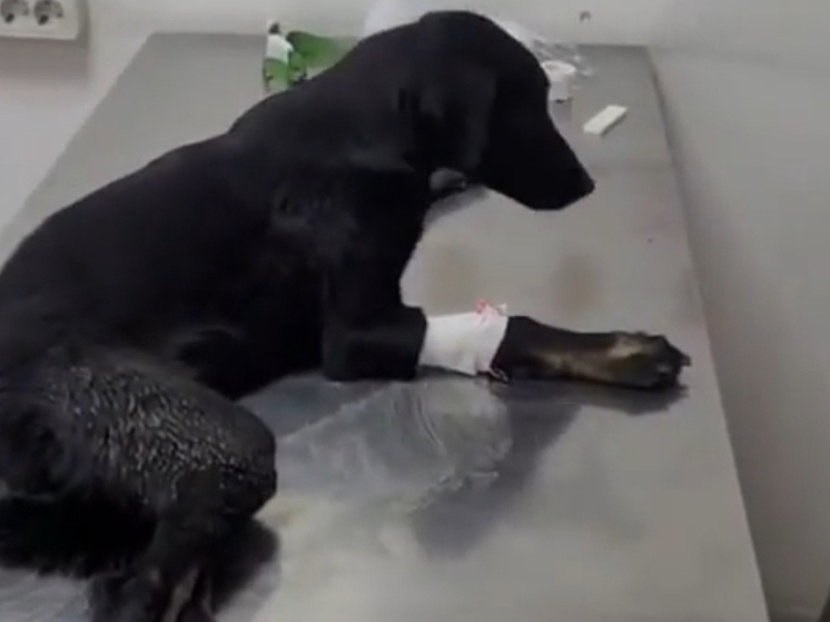 В Ростовской области неизвестный расстрелял собаку и бросил умирать в канаве