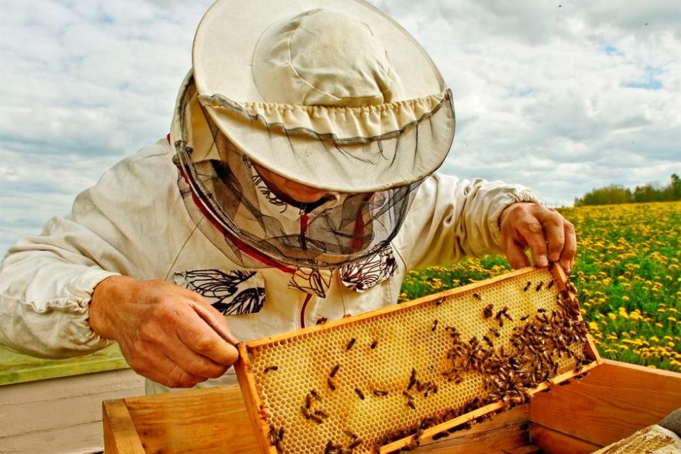 В середине августа в Калининграде пройдет традиционная ярмарка пчеловодов