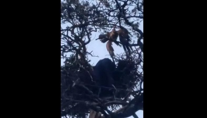 Эбигейл бреслин остров ним. Воздушный змей застрял на дереве. Девушка залезла на дерево. Семья застряла на дереве в озере название. Alexamills аня застряла в дереве.