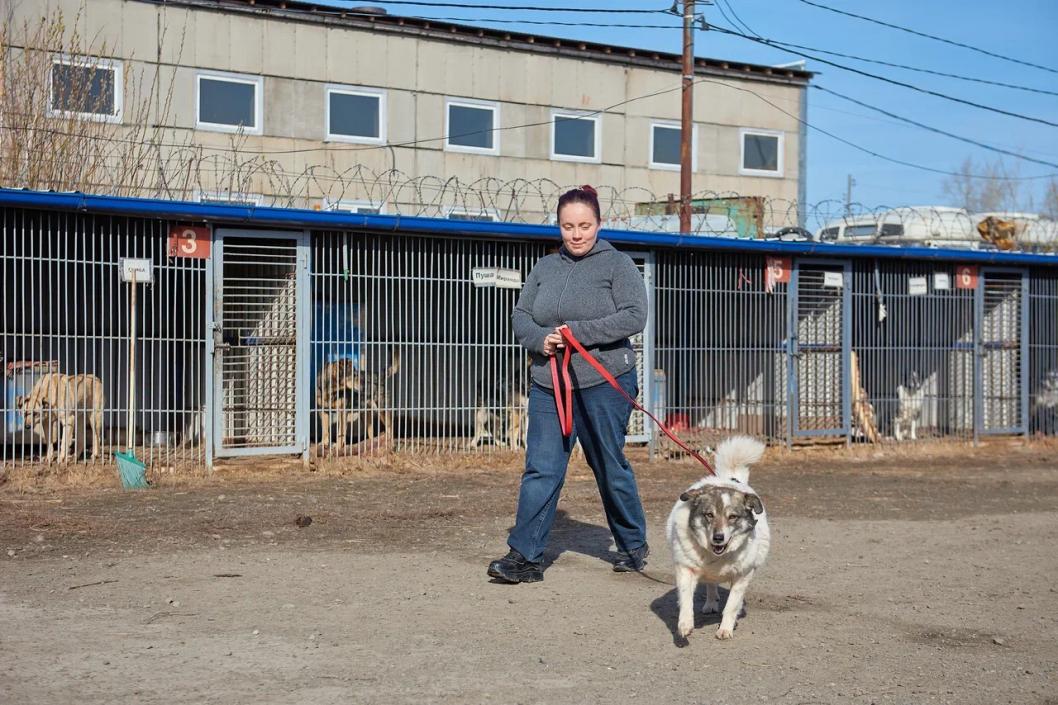 Какие животные живут в приютах новосибирска. Приюты новосибирска. Приюты новосибирска. Приюты животных нск. Канский приют для животных.