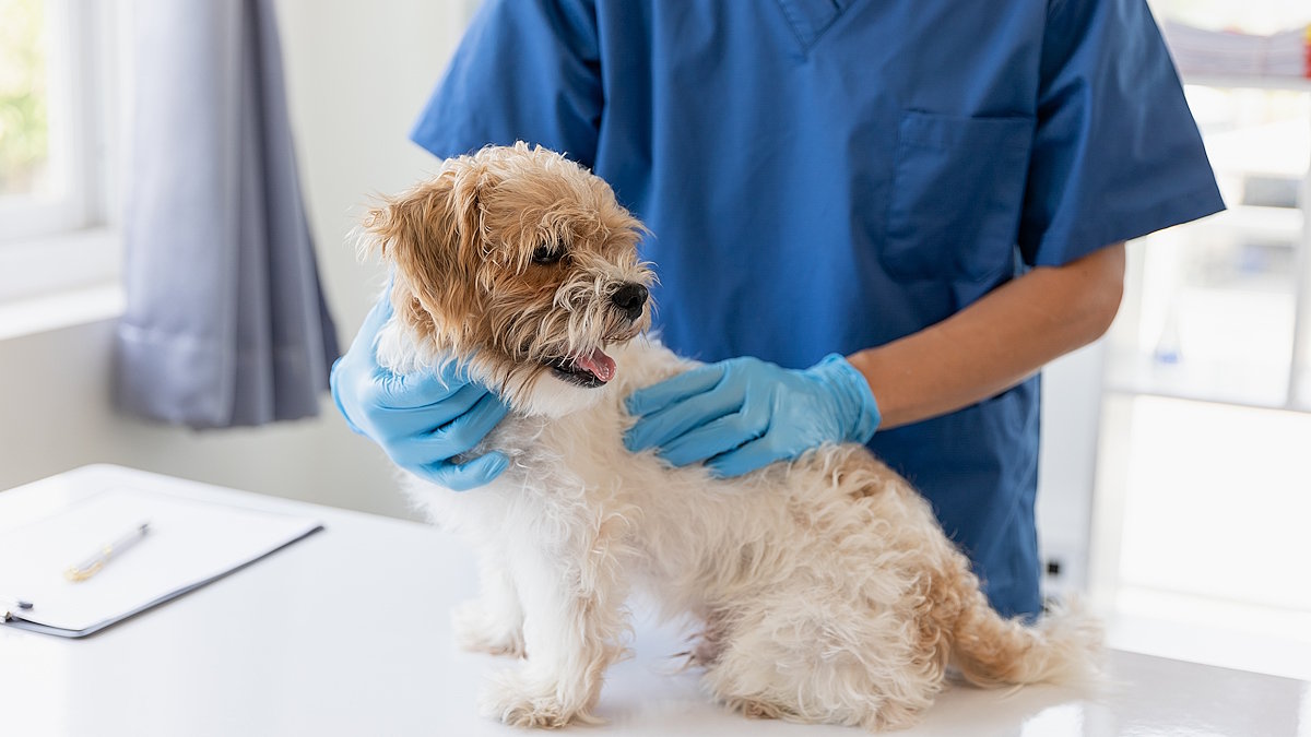 Собака на приеме у ветеринара