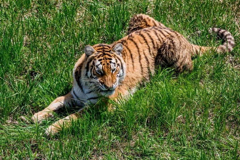 тигр, тематическое фото Мария Смитюк, ИА PrimaMedia