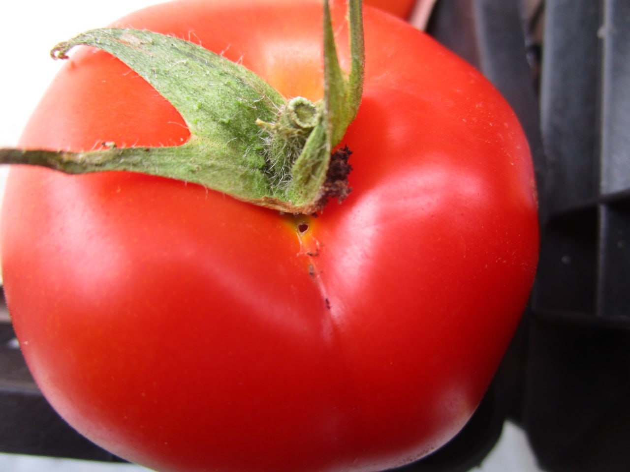 Помидоры 18. Растрескивание плодов томата. Томаты. Помидоры 18. Томат мазарини фото.