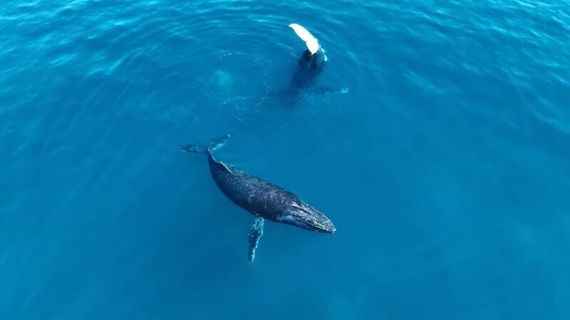 Блогер встретил кита, плавая на каяке в океане
