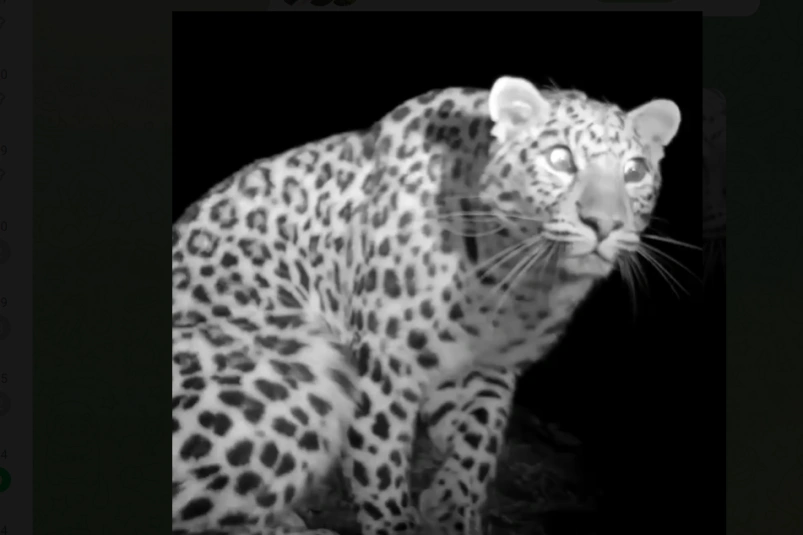 Кадры видеозаписи пресс-служба нацпарка "Земля леопарда"