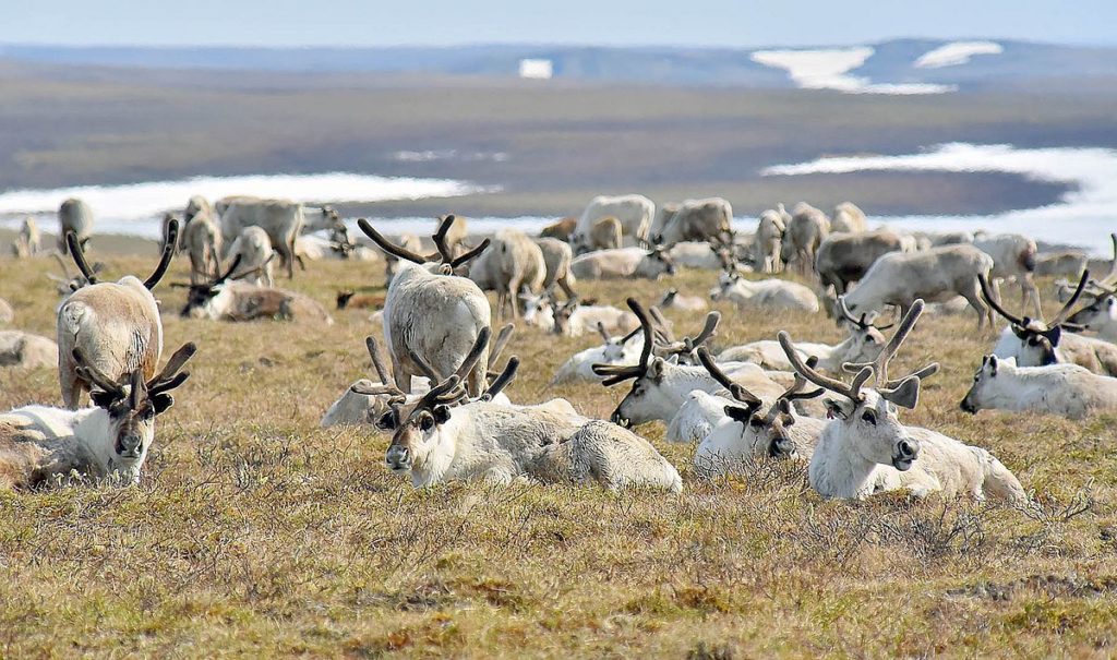 Миграция северных оленей. Животные Таймыра. Популяция оленей. Олени в Арктике зимой.