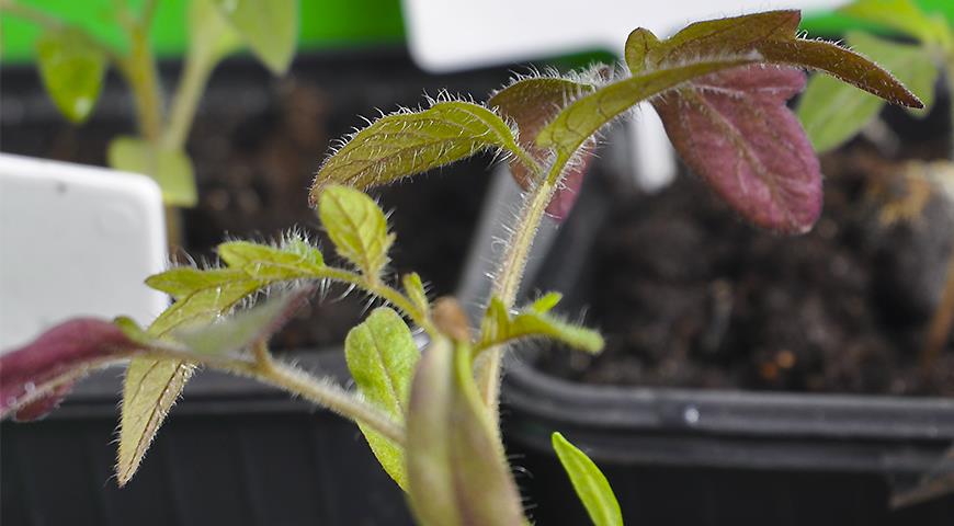 Рассада томатов листья фиолетовые. Фиолетовый стебель у рассады помидор. Фиолетовые листья у помидор. Фиолетовые листья рассады помидор листья. Фиолетовые листья рассады помидор листья.